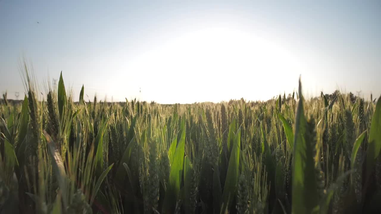 Hd高清升格视频滑过夕阳下麦田中小麦视频素材