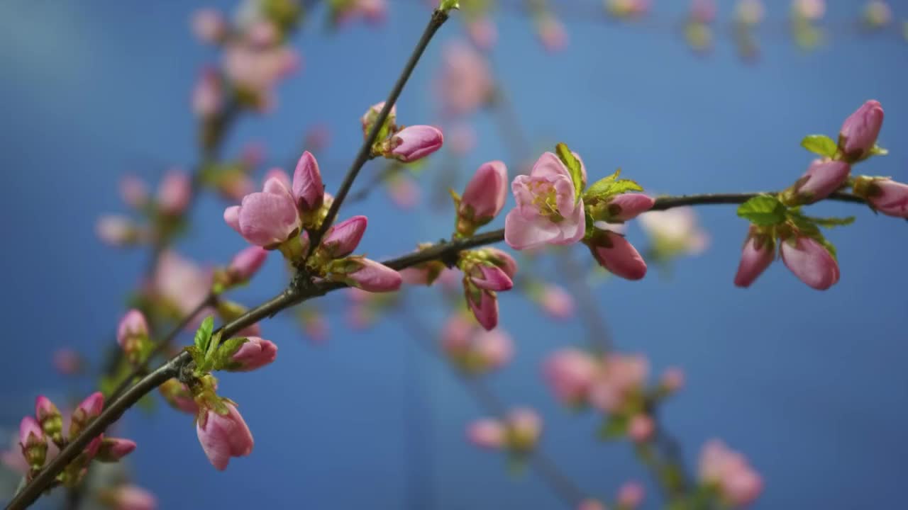 盛开的桃花，桃花，小桃红，榆叶梅，春天视频下载