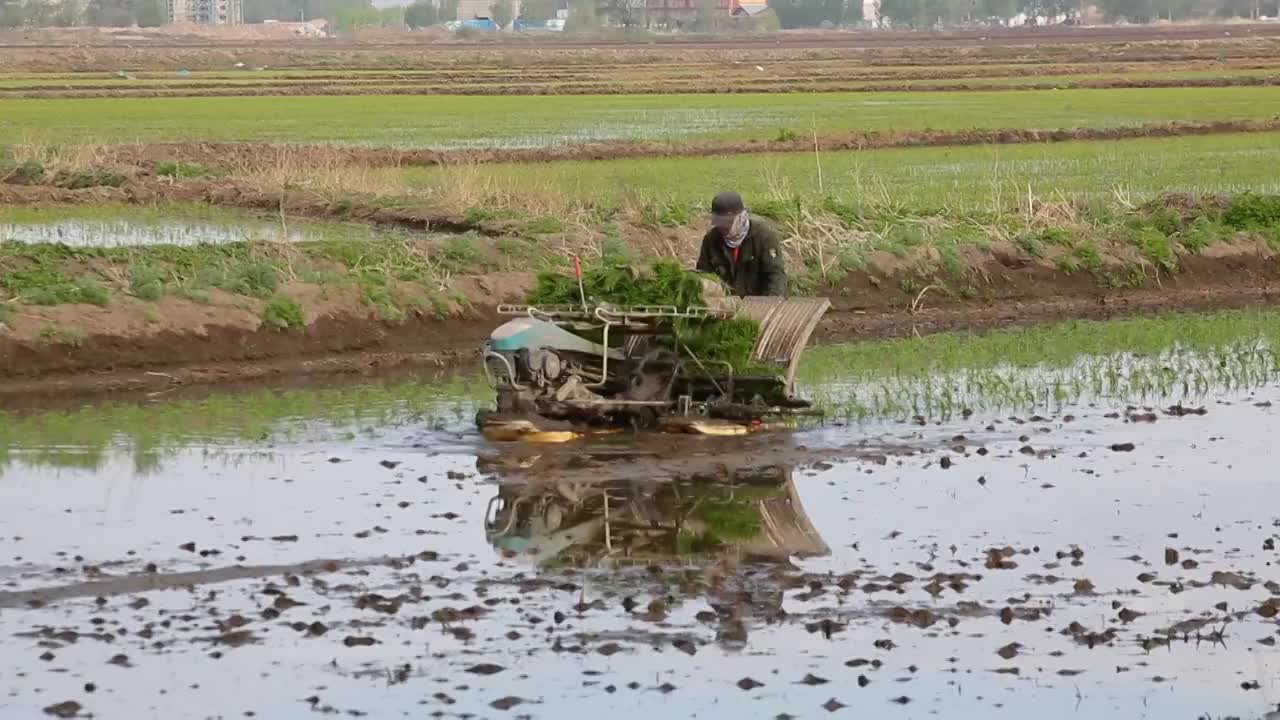水稻，插秧，农业，春播，稻田视频素材