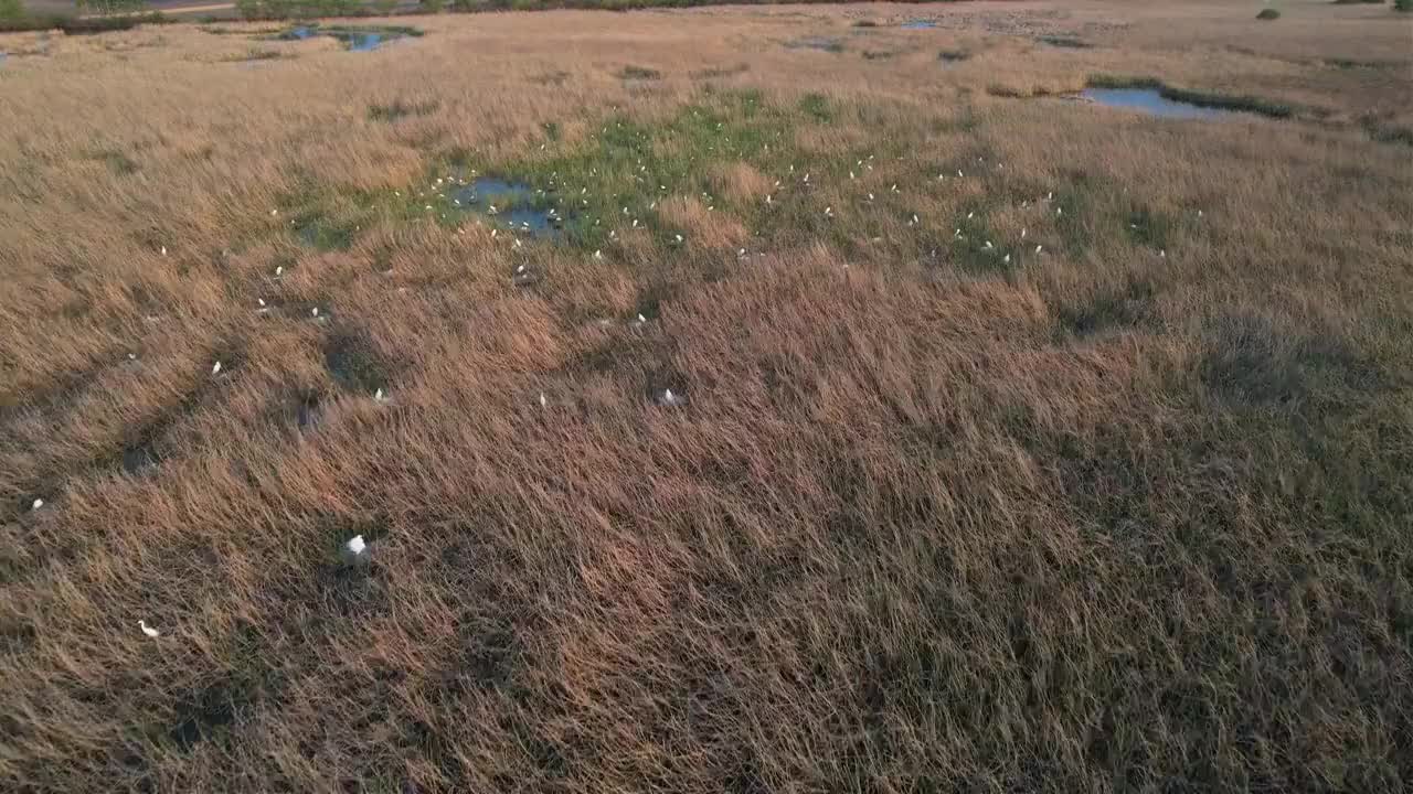 湿地视频素材