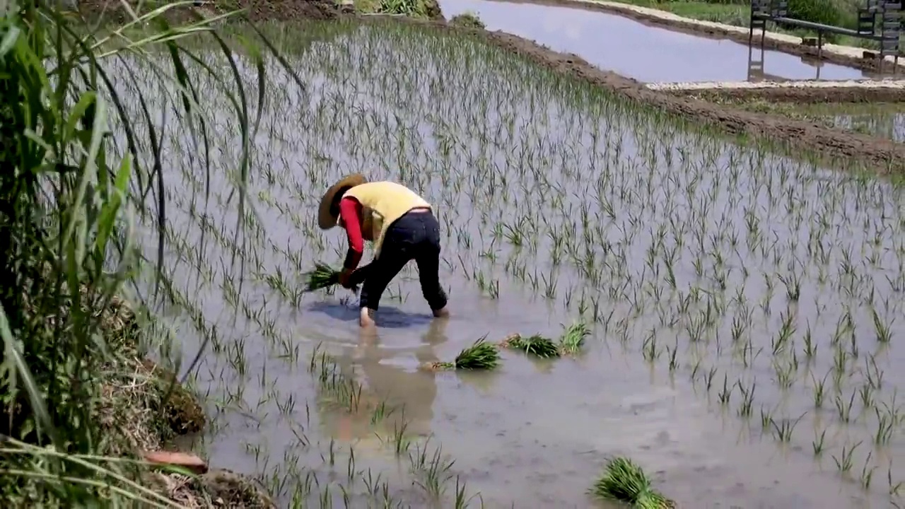 农村梯田人工种植水稻插秧视频素材