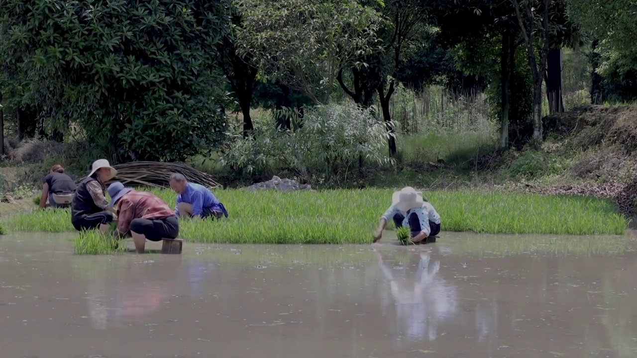 农村人工种植水稻插秧视频素材
