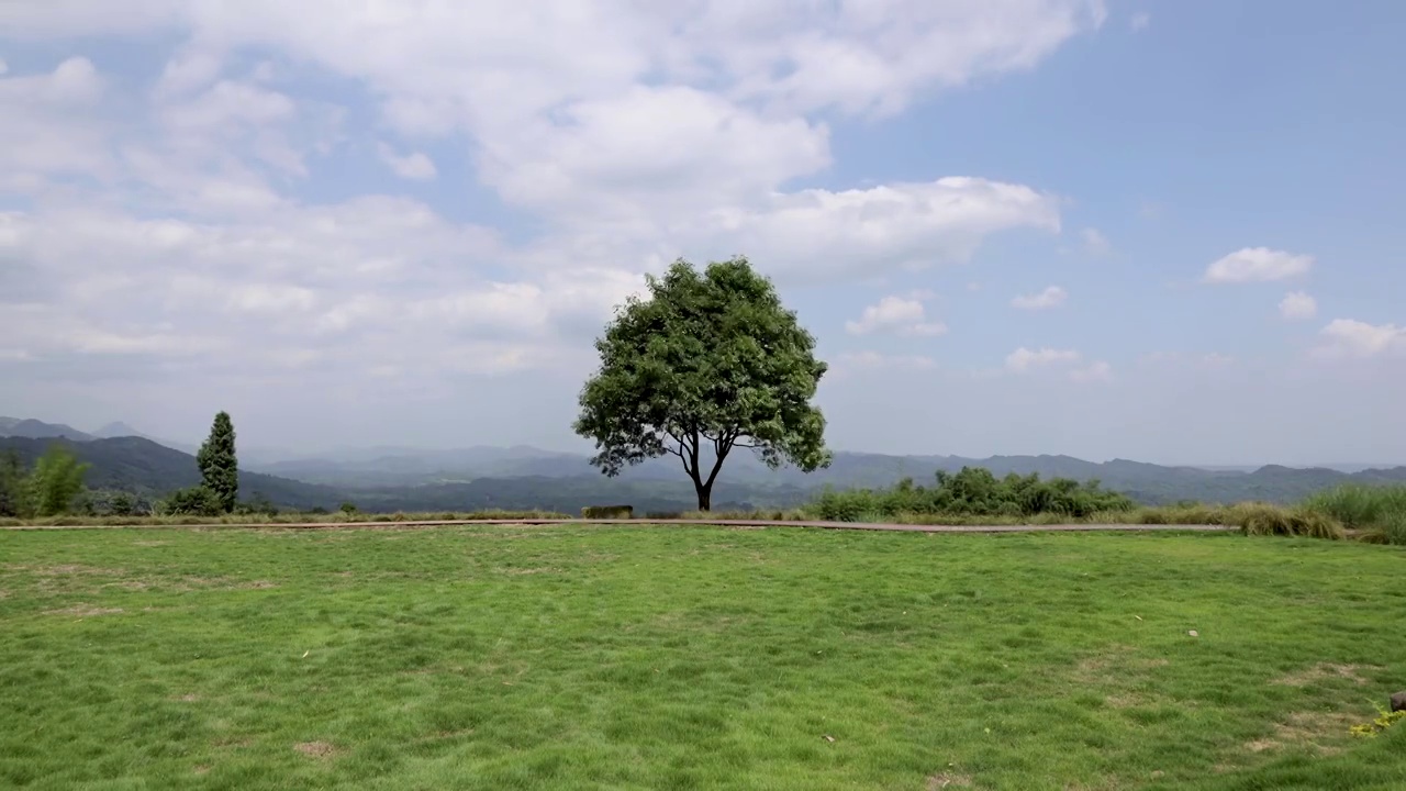 蓝天白云下草坪上的树视频素材