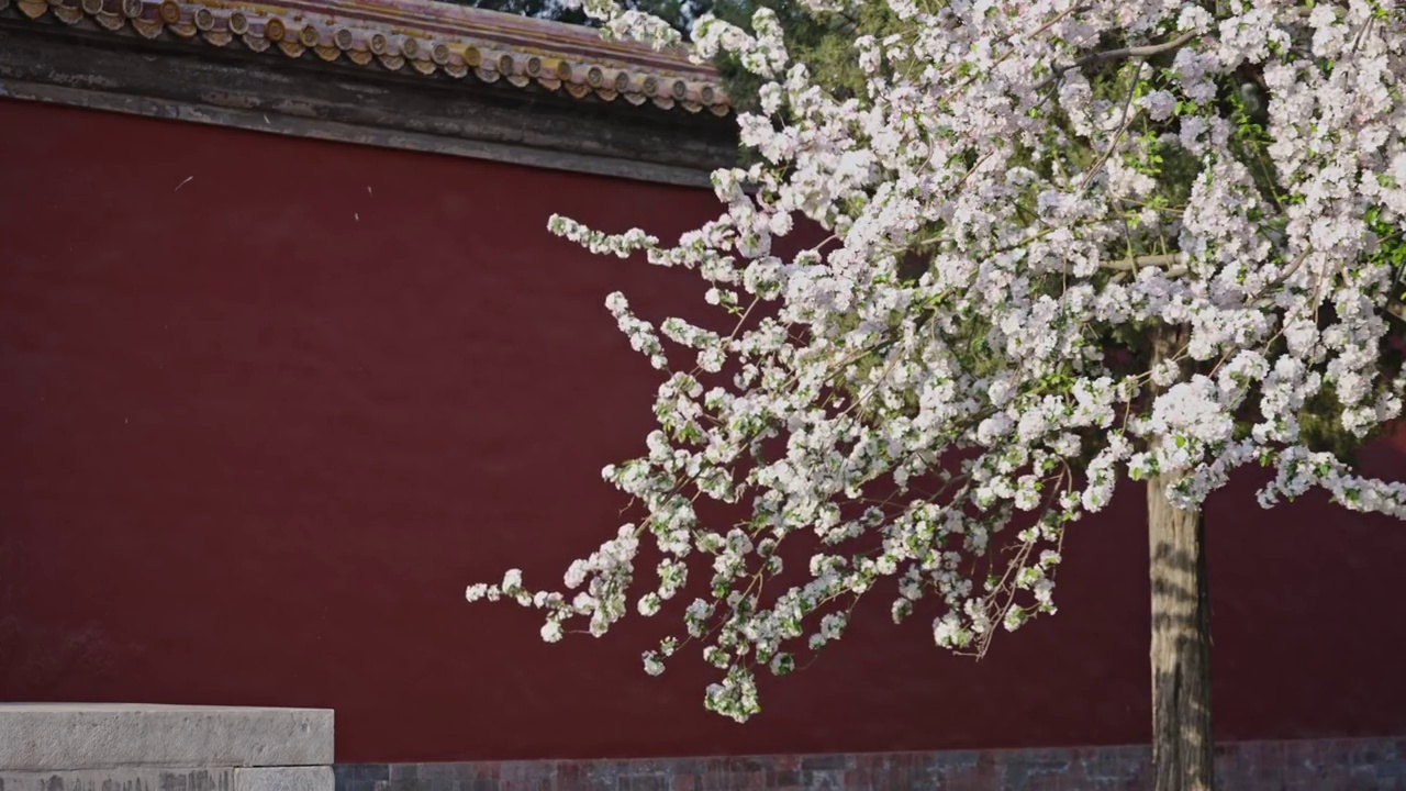北京故宫博物院文华殿海棠花 4K升格视频视频素材