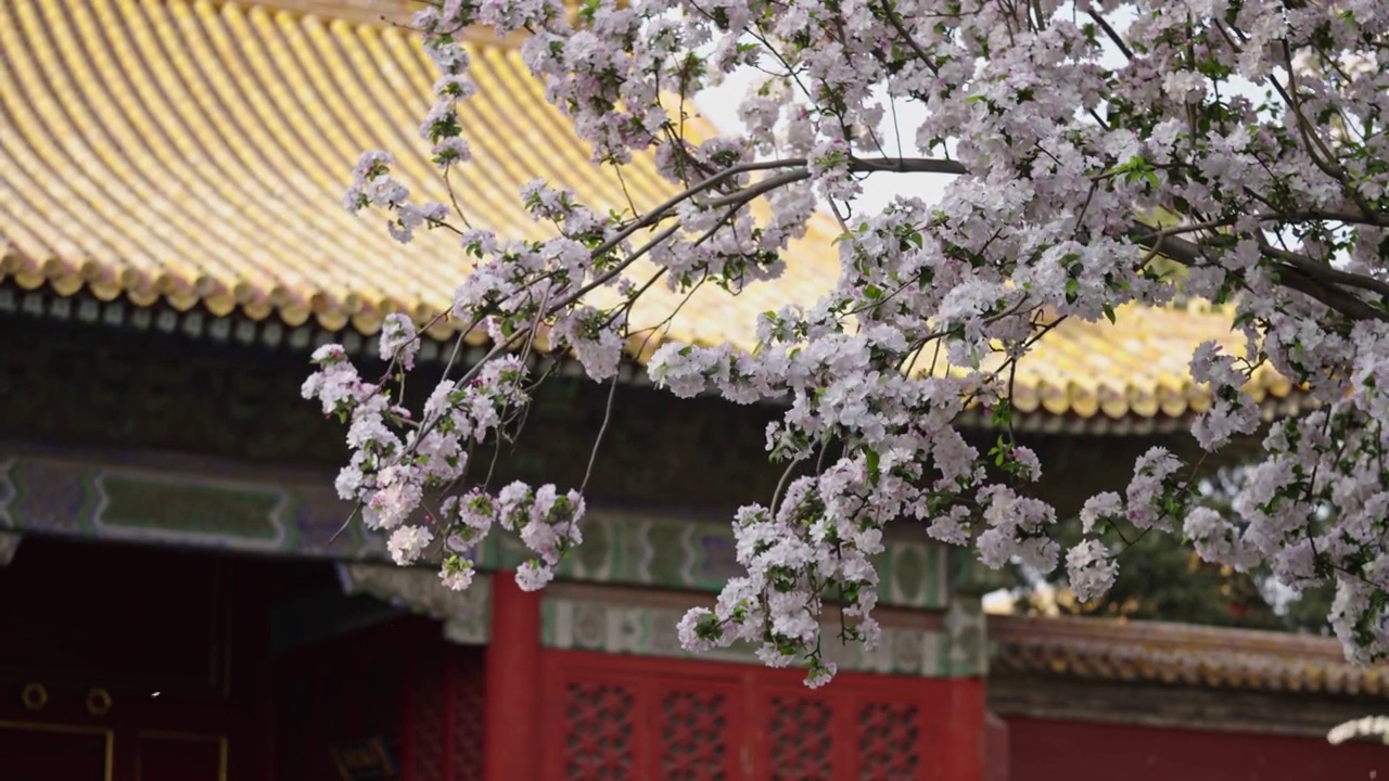 北京故宫博物院文华殿海棠花 4K升格视频视频素材