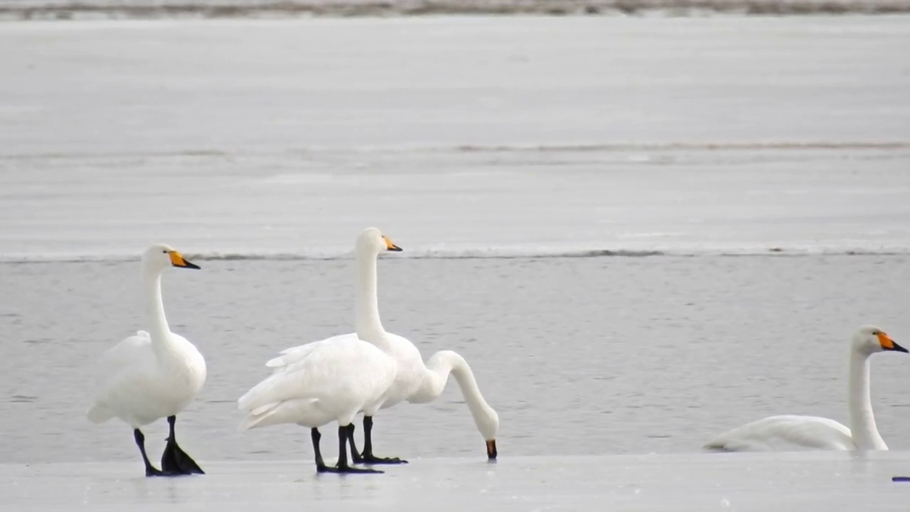 站立在冰湖上的天鹅们视频下载