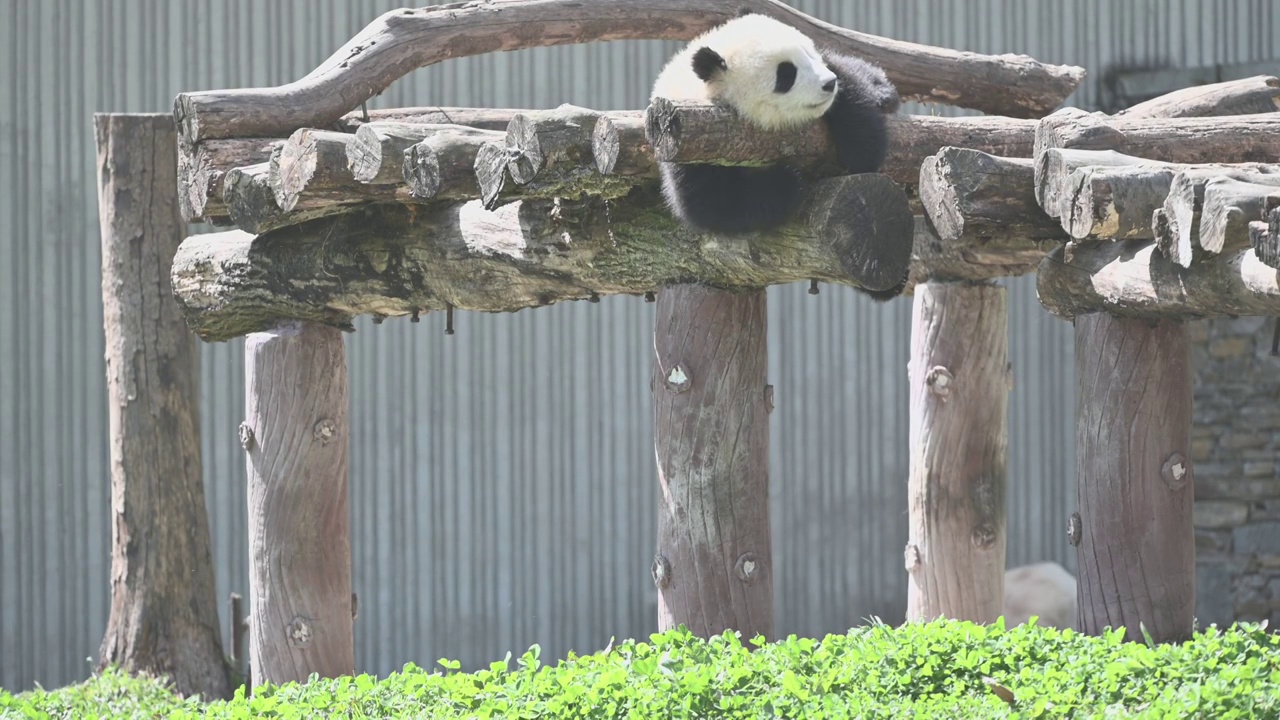 可爱的一只国宝大熊猫濒危保护动物视频素材