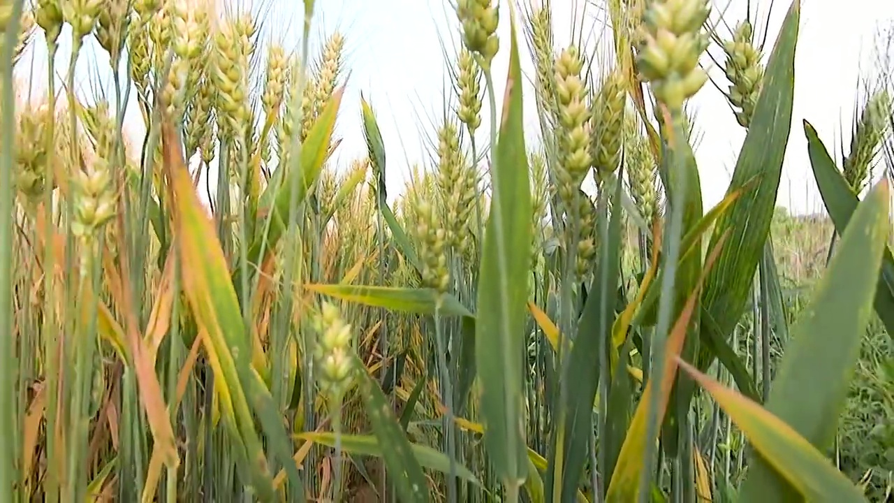 麦田即将成熟的小麦视频素材