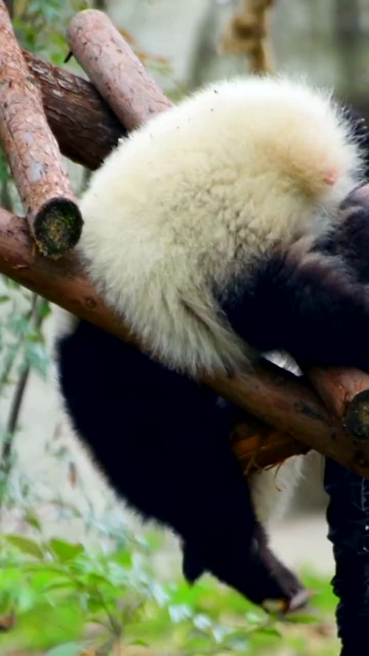 中国四川省的大熊猫视频素材