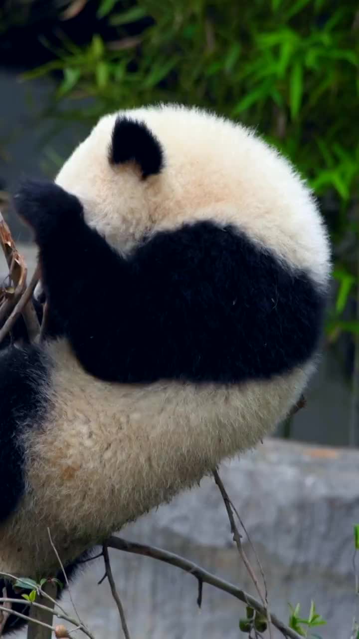 中国四川省的大熊猫视频素材