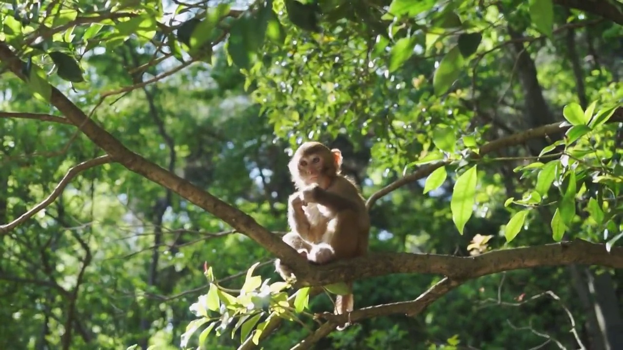 野生小猴子视频素材