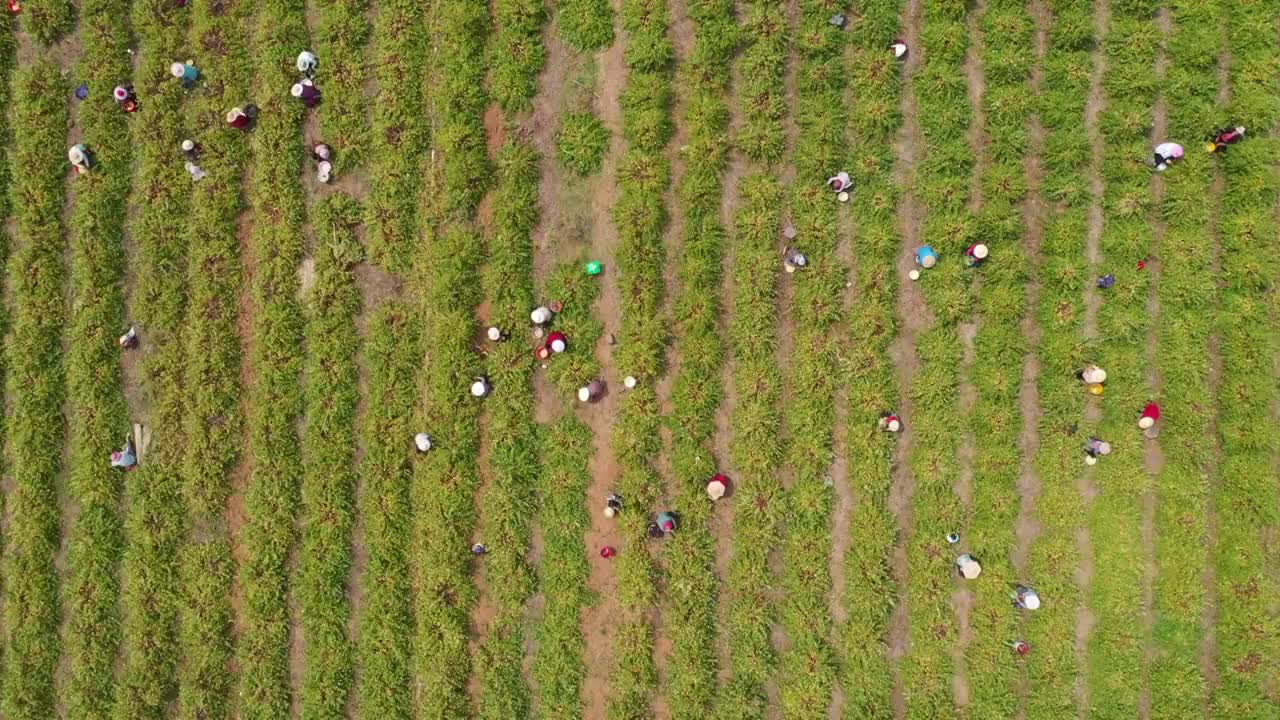 山东枣庄山亭区农民钟点工在一家家庭农场采摘四季金银花视频素材
