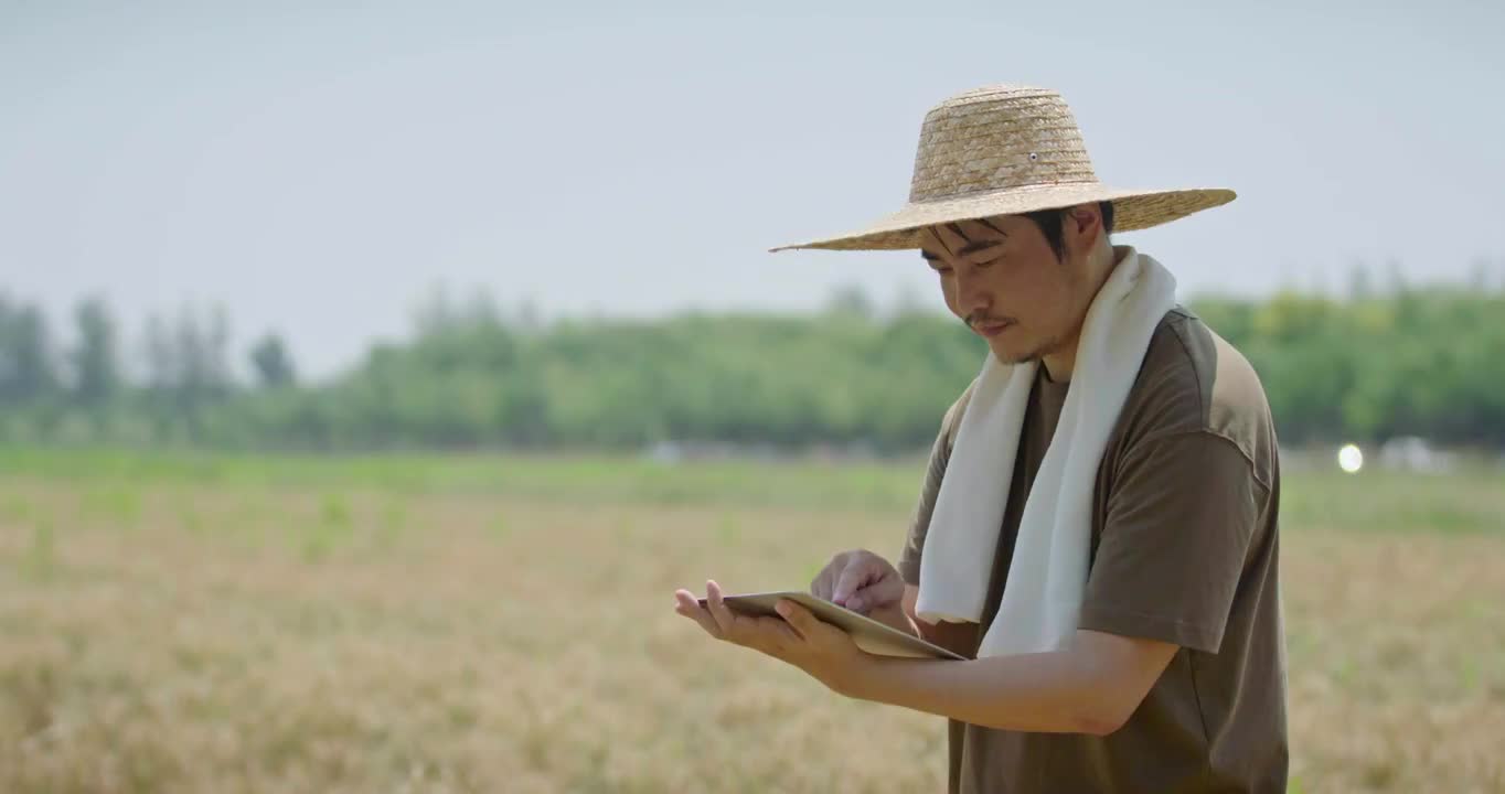 农民在麦田里使用平板电脑视频素材