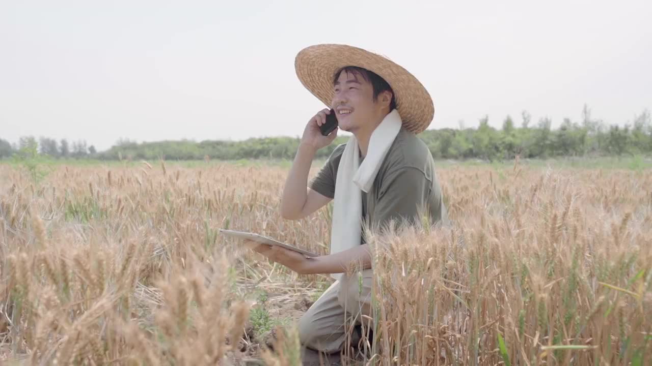 农民在麦田里使用手机打电话视频素材