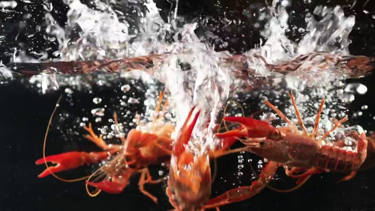 鲜活小龙虾虾落水溅起水花视频下载