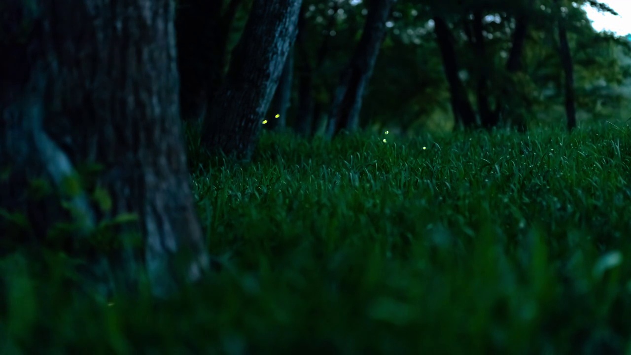 树林萤火虫视频素材