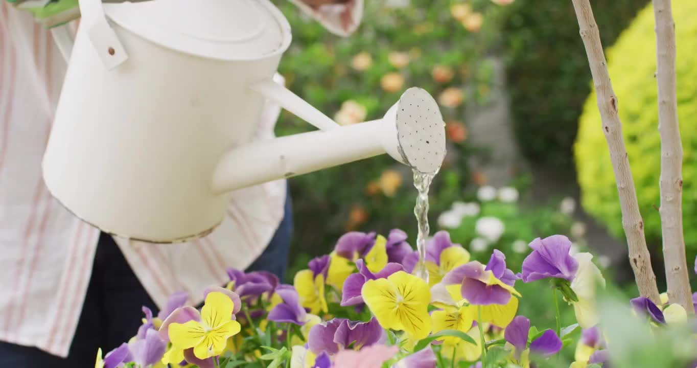 中部的高级非洲裔美国妇女穿着浇水植物在花园里视频购买