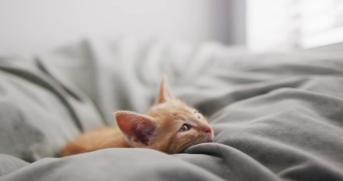这是一只姜黄色的猫躺在卧室的床上的特写视频购买