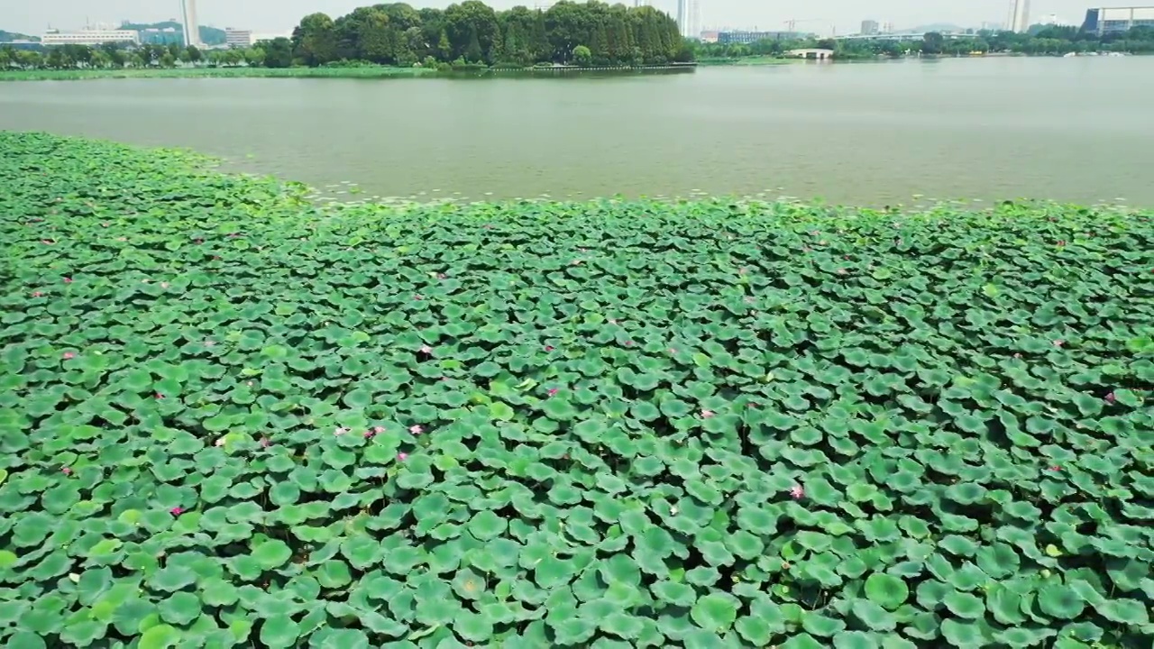 夏季南京玄武湖公园湖面开满了荷花，荷叶视频素材