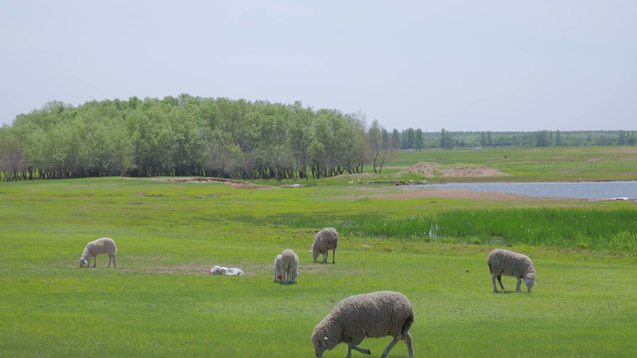 羊群，草原，蓝天，田园风光视频素材