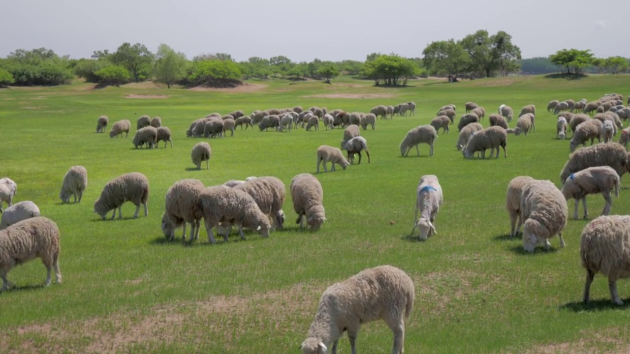 羊群，草原，蓝天，田园风光视频素材