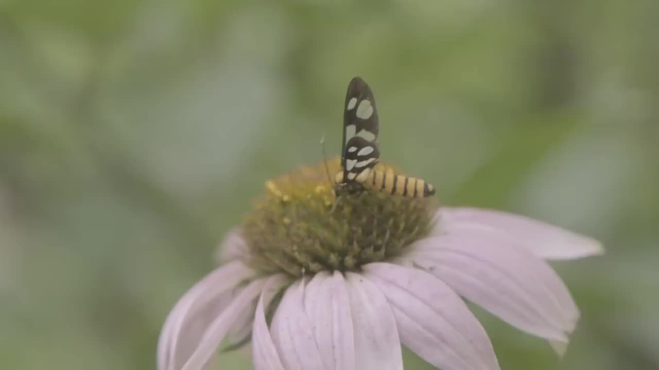 松果菊与蜜蜂视频素材
