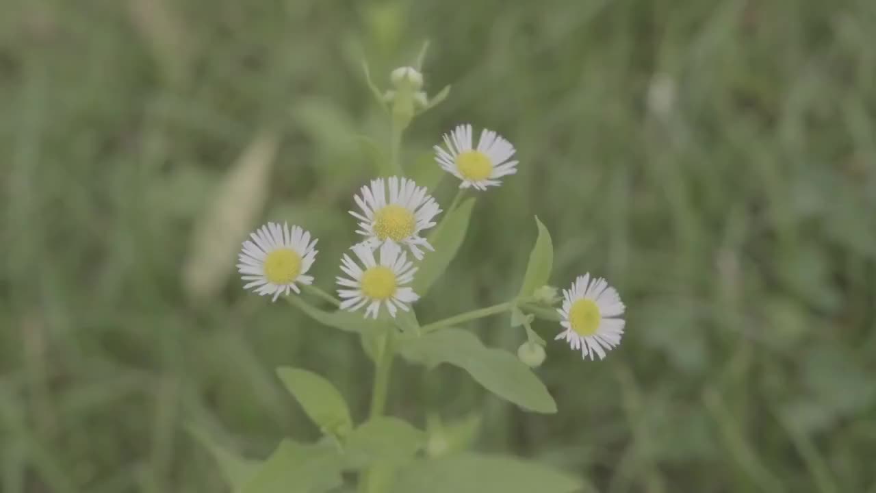 小雏菊花簇视频素材