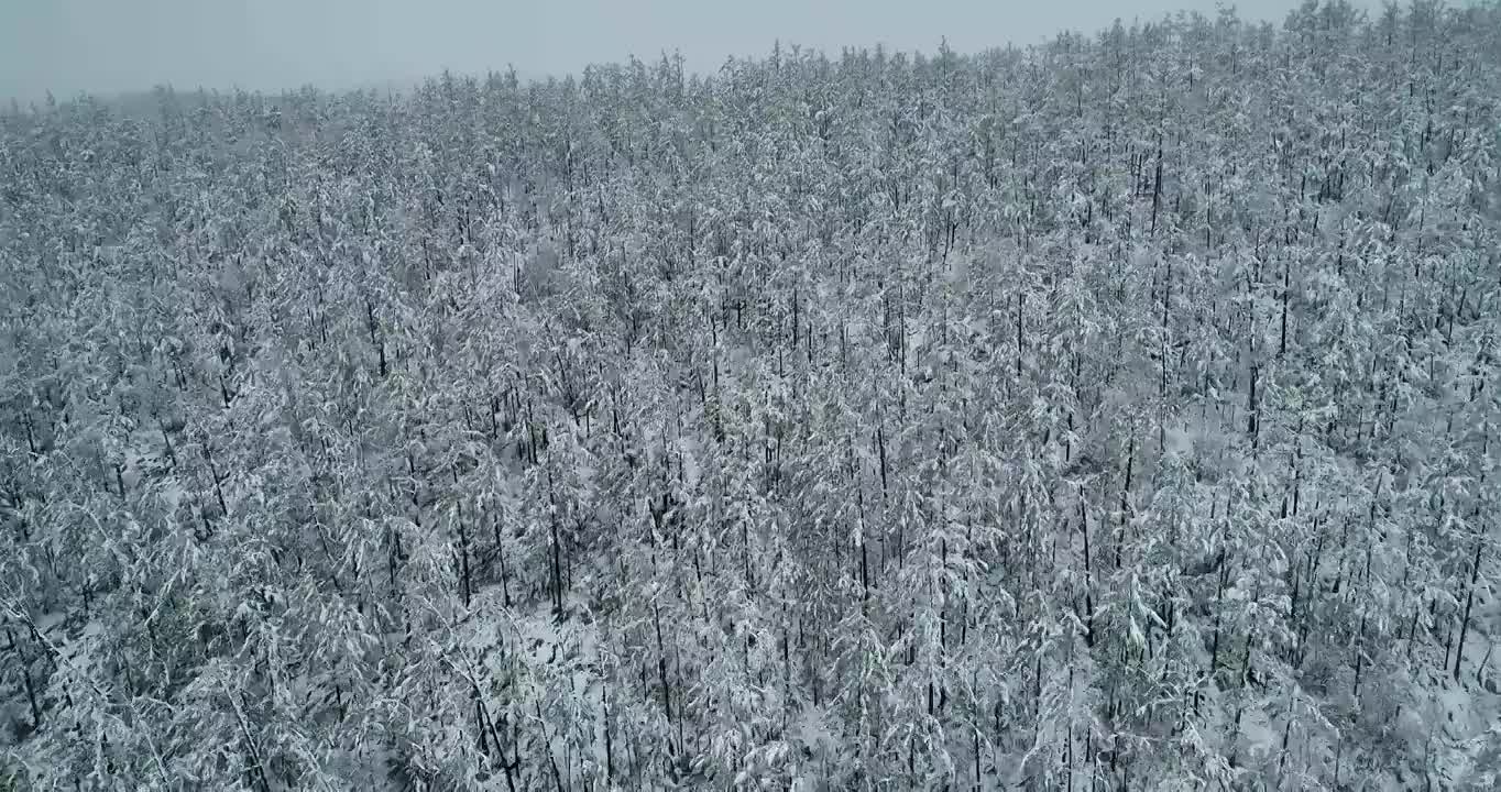 航拍大兴安岭春季极端天气降雪山林雾凇视频下载