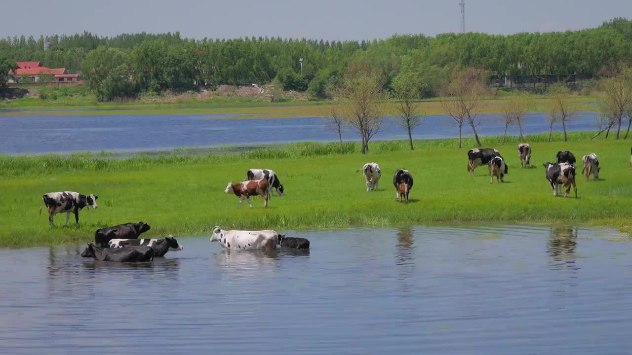 牛群，放牧，河流，草原，牛，奶牛视频素材