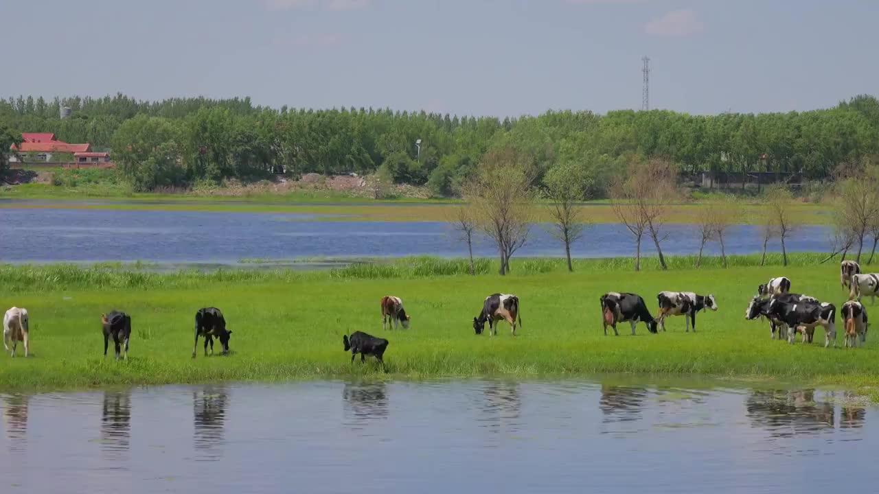 牛群，放牧，河流，草原，牛，奶牛视频素材