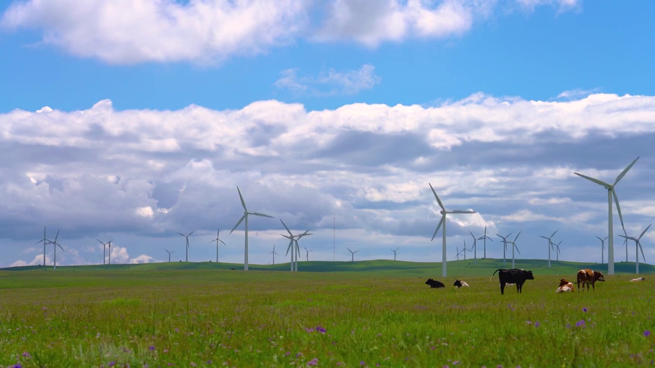 中国内蒙古呼和浩特辉腾锡勒黄花沟草原上的风电场和牛群视频素材