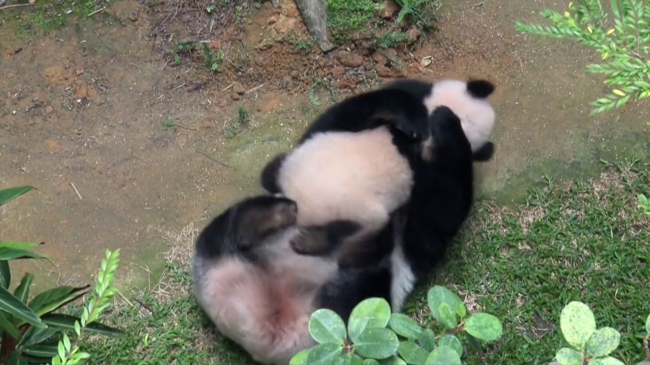 马来西亚吉隆坡嬉戏中的大熊猫视频素材