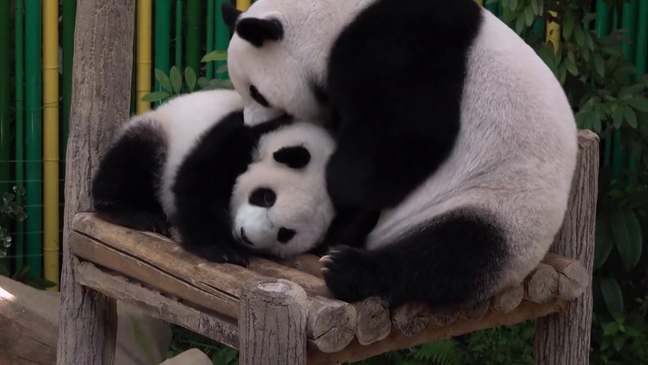 马来西亚吉隆坡嬉戏中的大熊猫视频素材