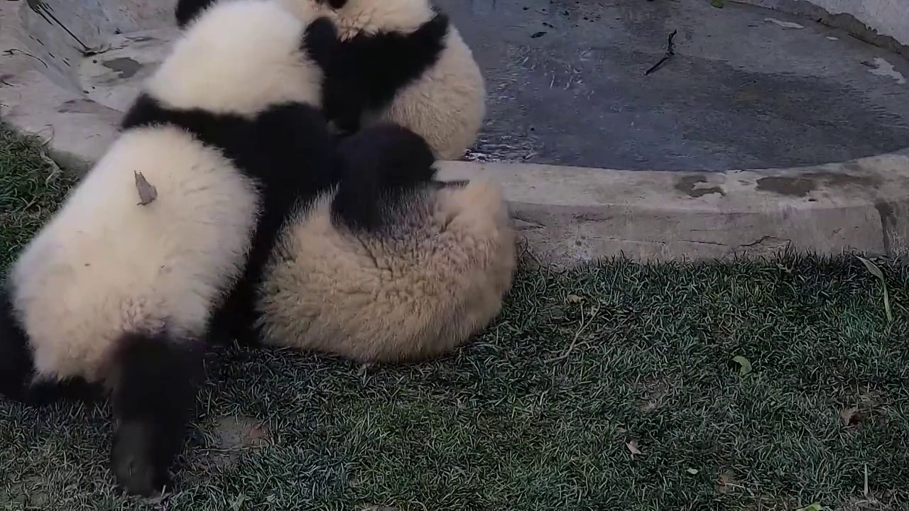 成都大熊猫博物馆嬉戏中的大熊猫视频素材