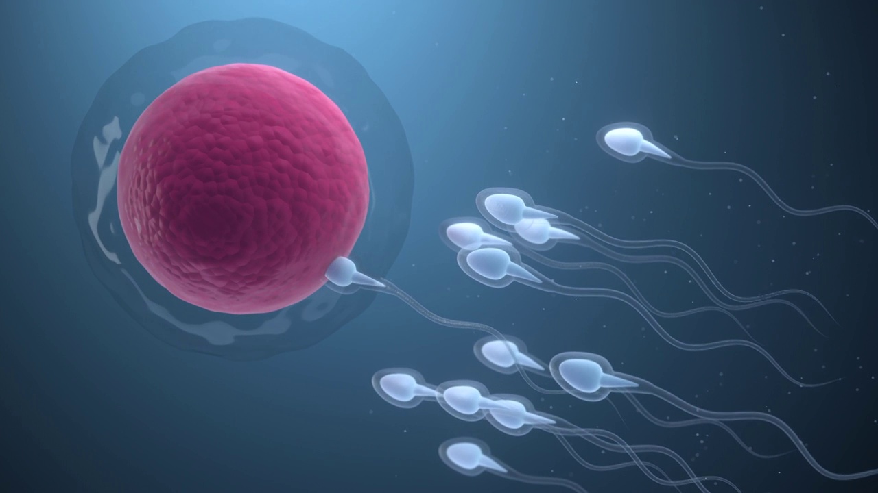 精子与卵细胞 3D渲染视频素材