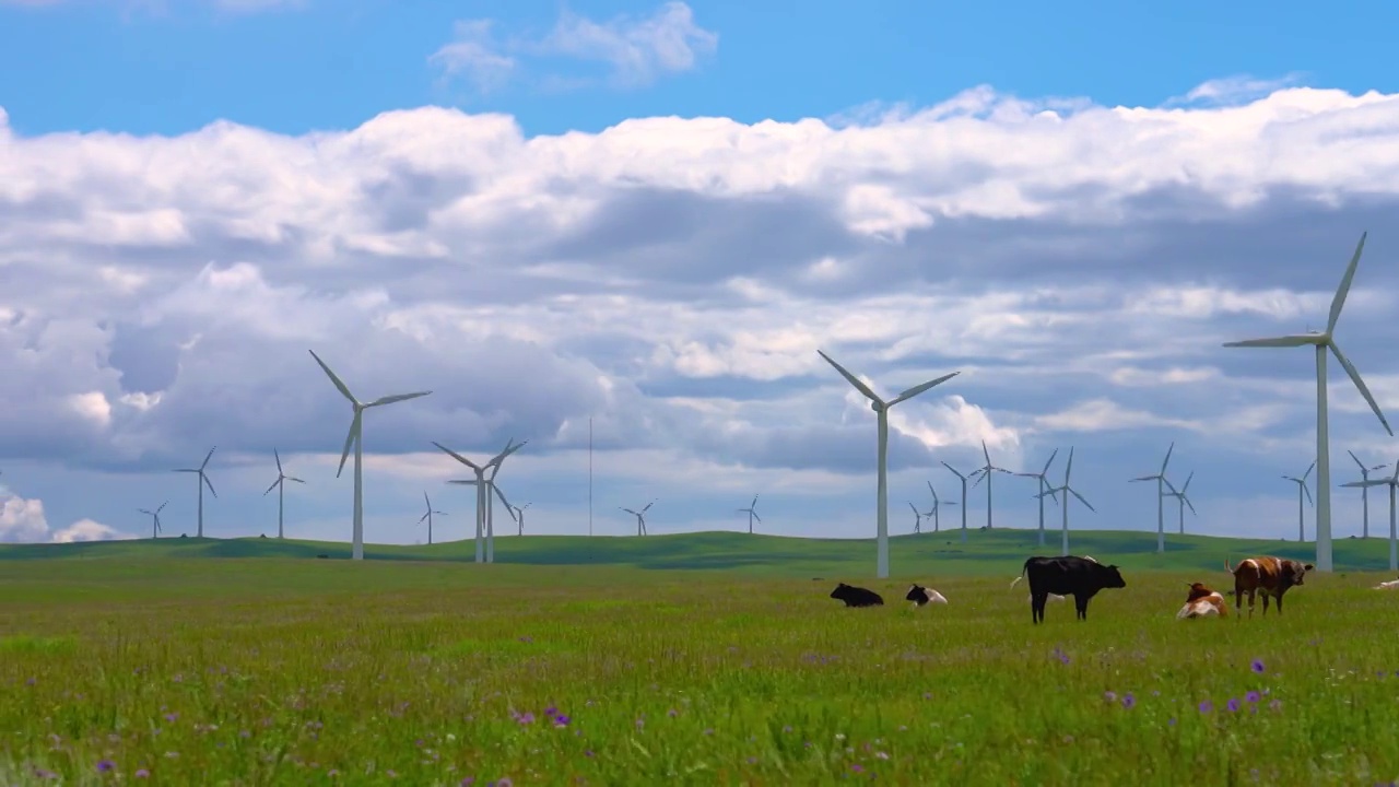 中国内蒙古呼和浩特辉腾锡勒黄花沟草原上的风电场和牛群视频素材