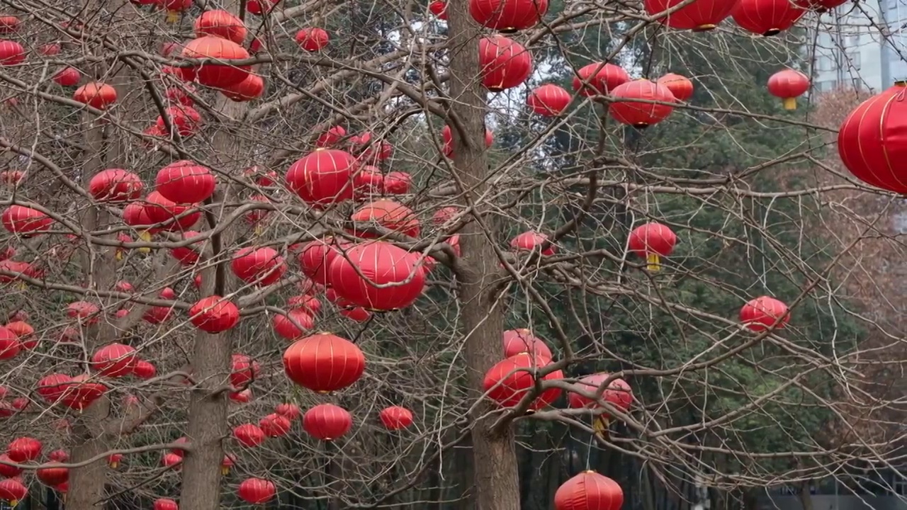 中国灯笼,节日,红色,绵阳视频素材