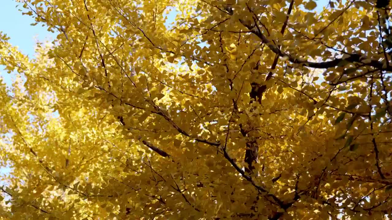 秋天金色银杏叶视频素材