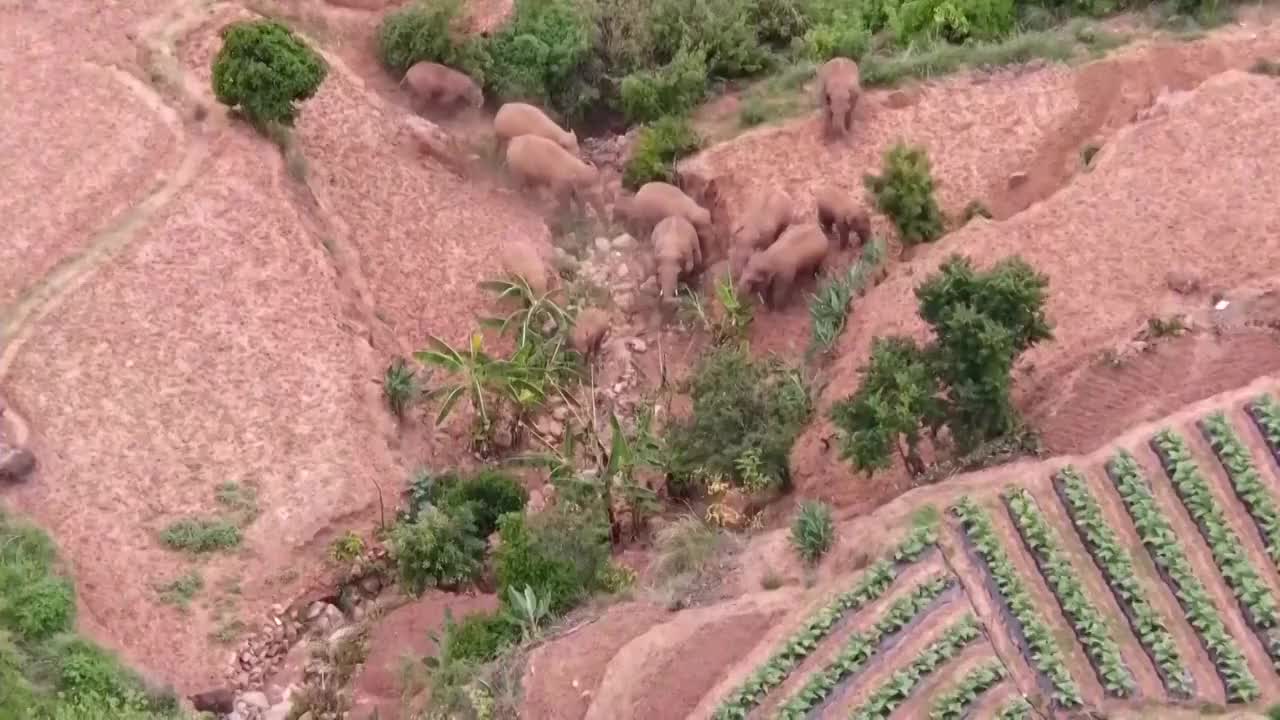 航拍在云南玉溪迁徙的象群视频素材