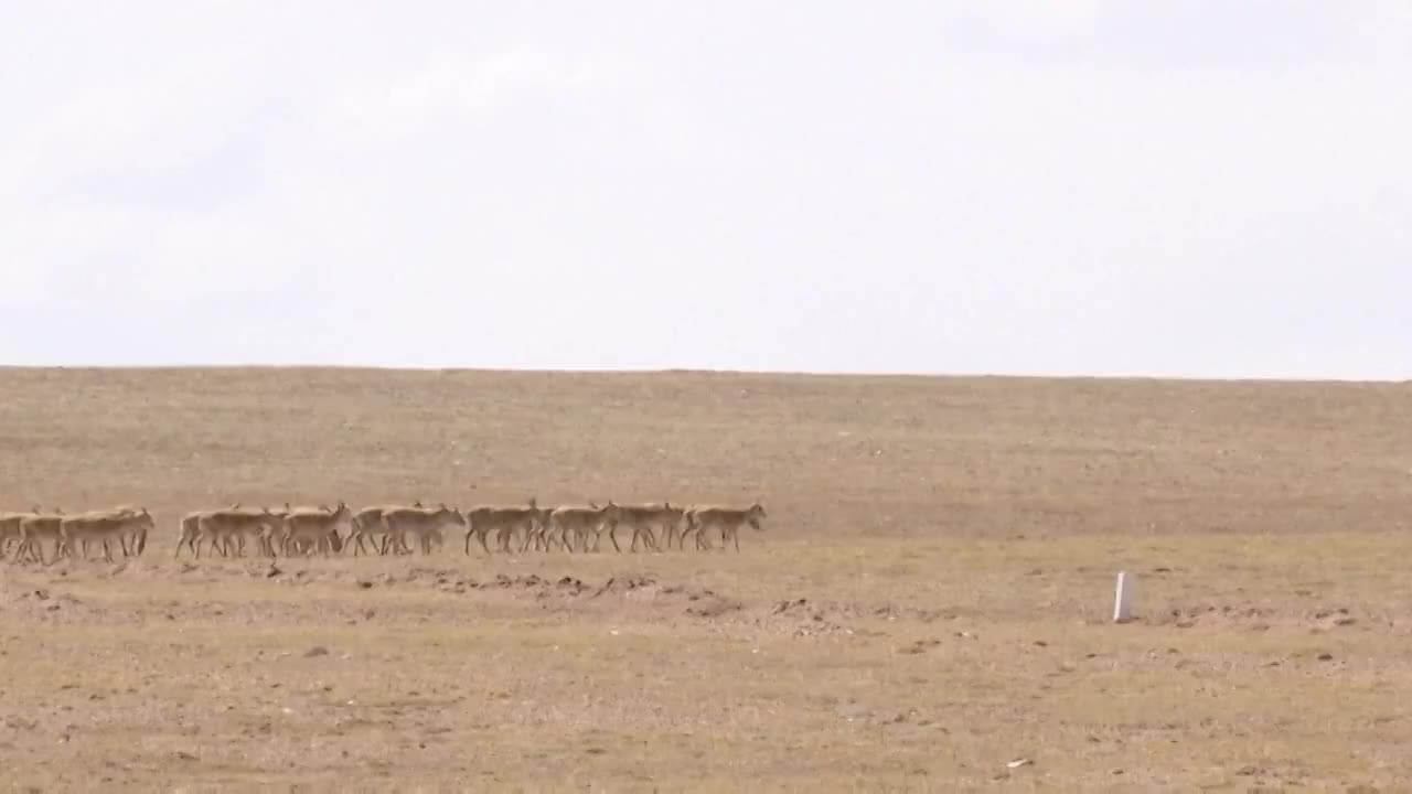 青海可可西里的藏羚羊、岩羊、藏狐、秃鹫视频素材