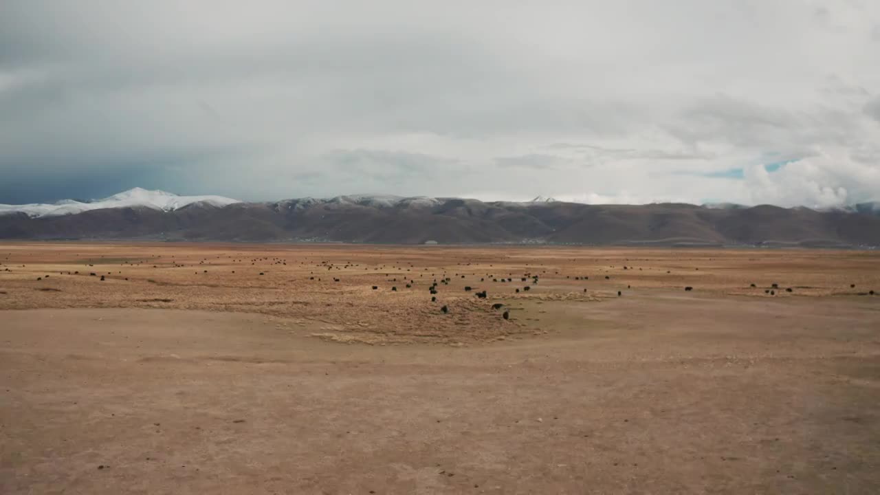 西藏牦牛群航拍视频素材