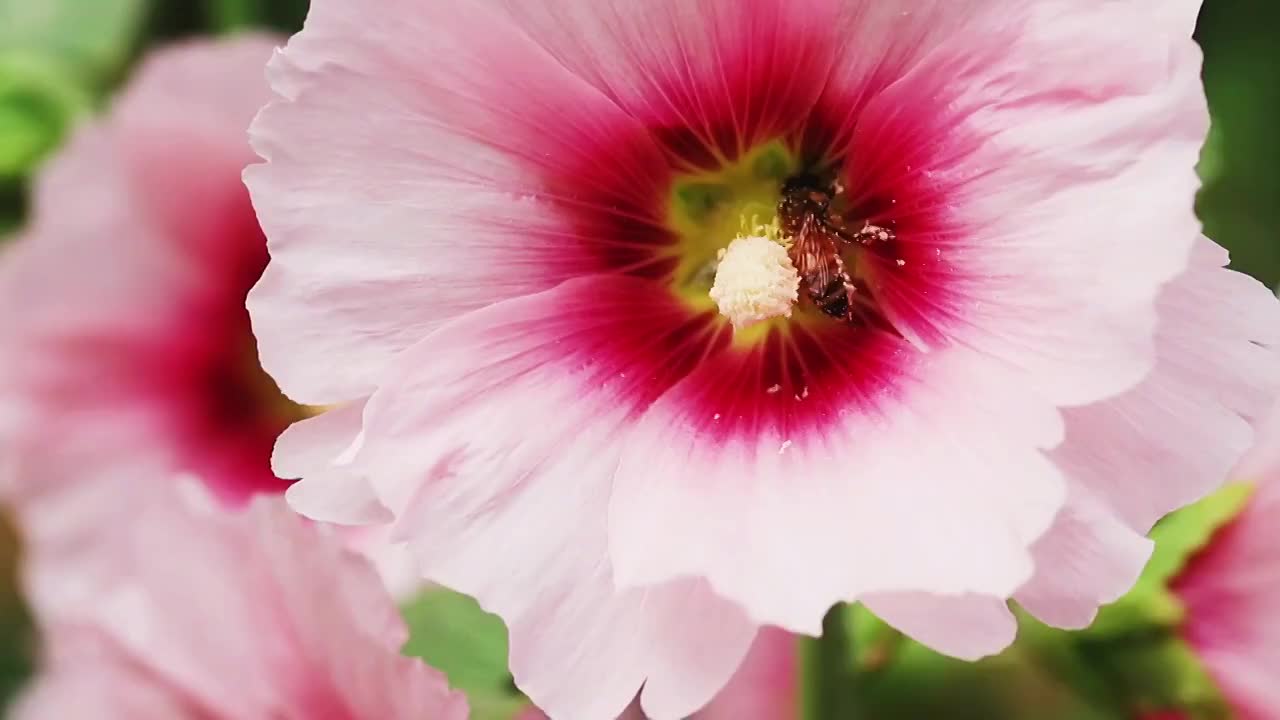 蜜蜂花蕊采蜜视频下载
