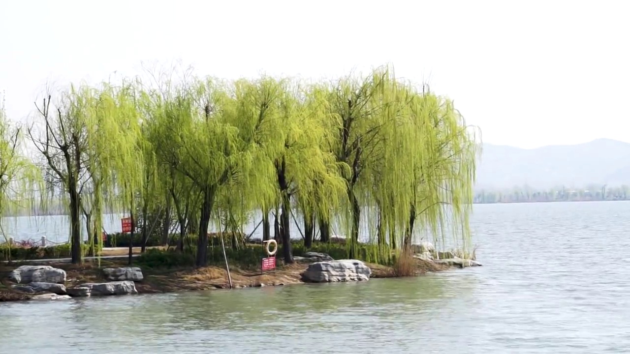 春天湖岸边的柳树视频下载
