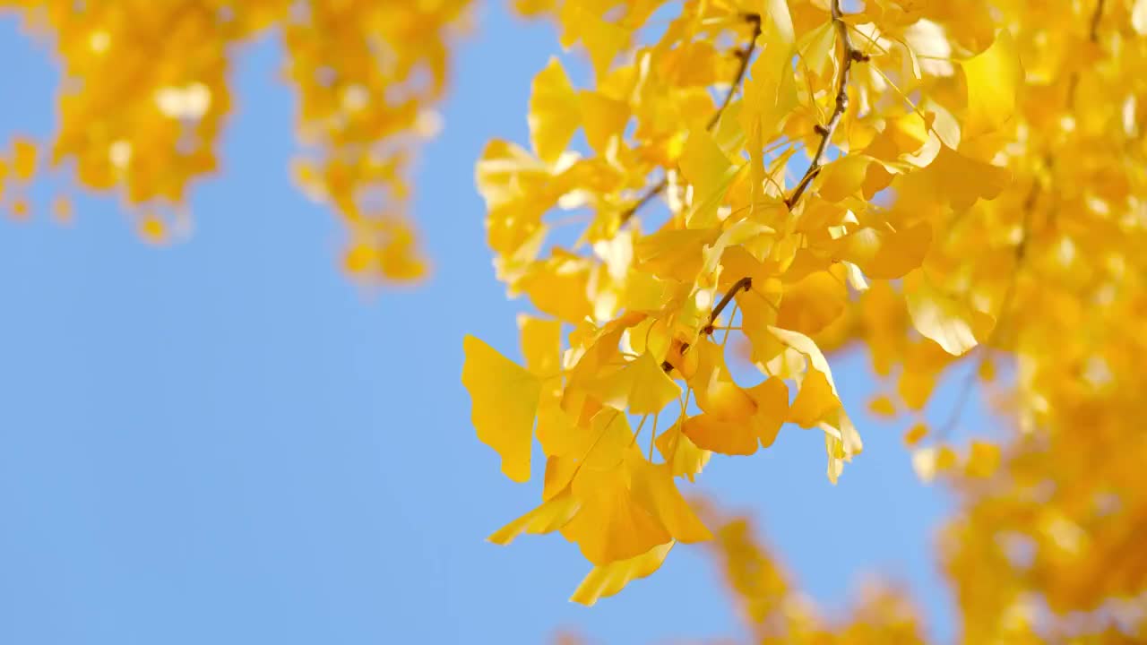 秋天的银杏树视频素材