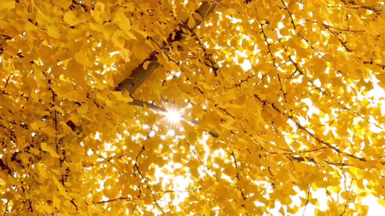 秋天的银杏树视频素材