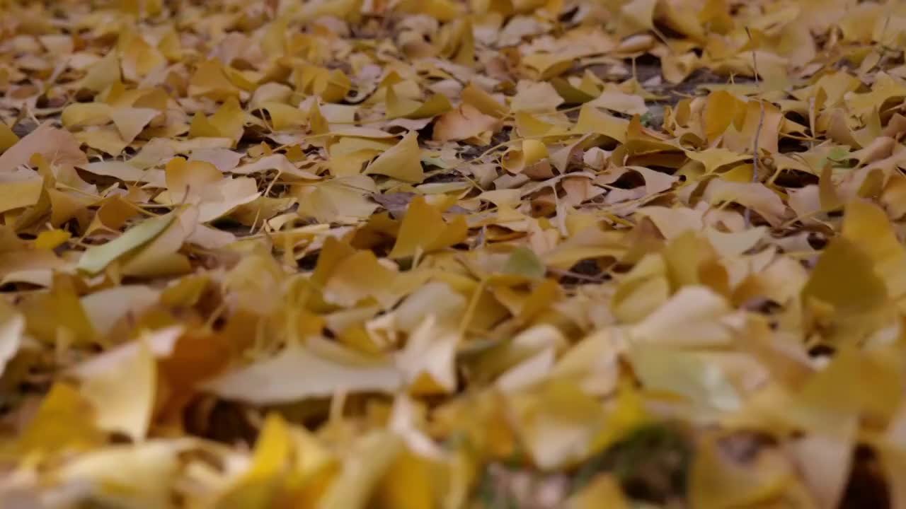 秋天满地金色银杏叶视频下载