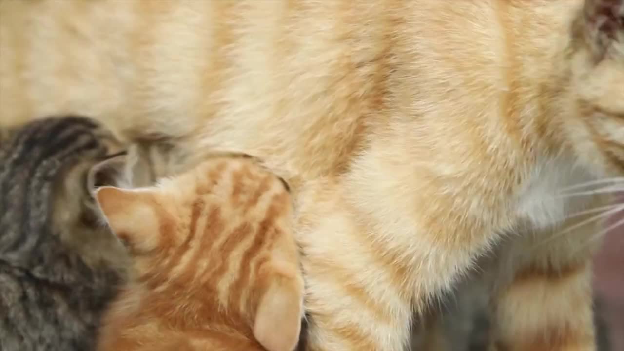 成都市公园中的流浪猫视频素材