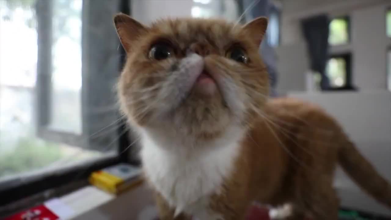 四川省成都市在室内活动的猫视频素材