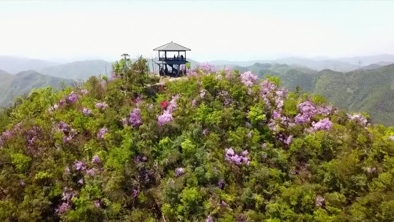 航拍中国浙江省山顶的树林和亭子视频购买