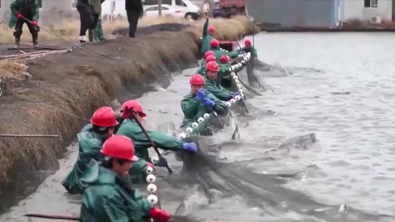浙江省湖州市乡村渔场视频素材